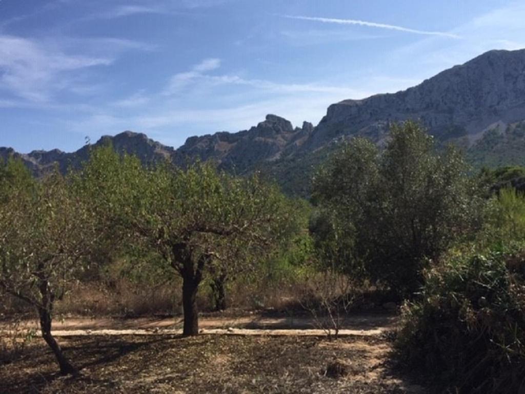 One Bed Apartment Overlooking Jalon Valley, Costa Blanca Alcalalí 外观 照片